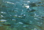 fish.1.gif (130256 bytes)